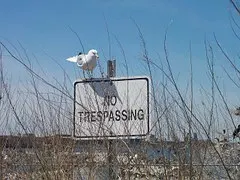 seagull-342183__180